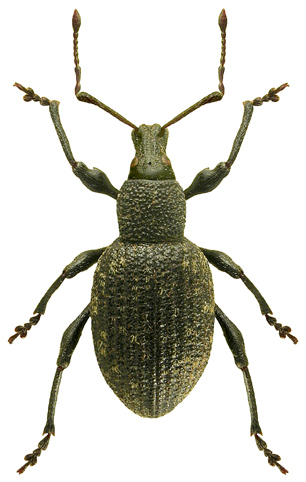 Otiorhynchus sulcatus